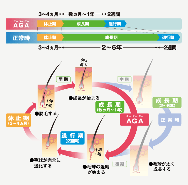 髪の生え代わりサイクル