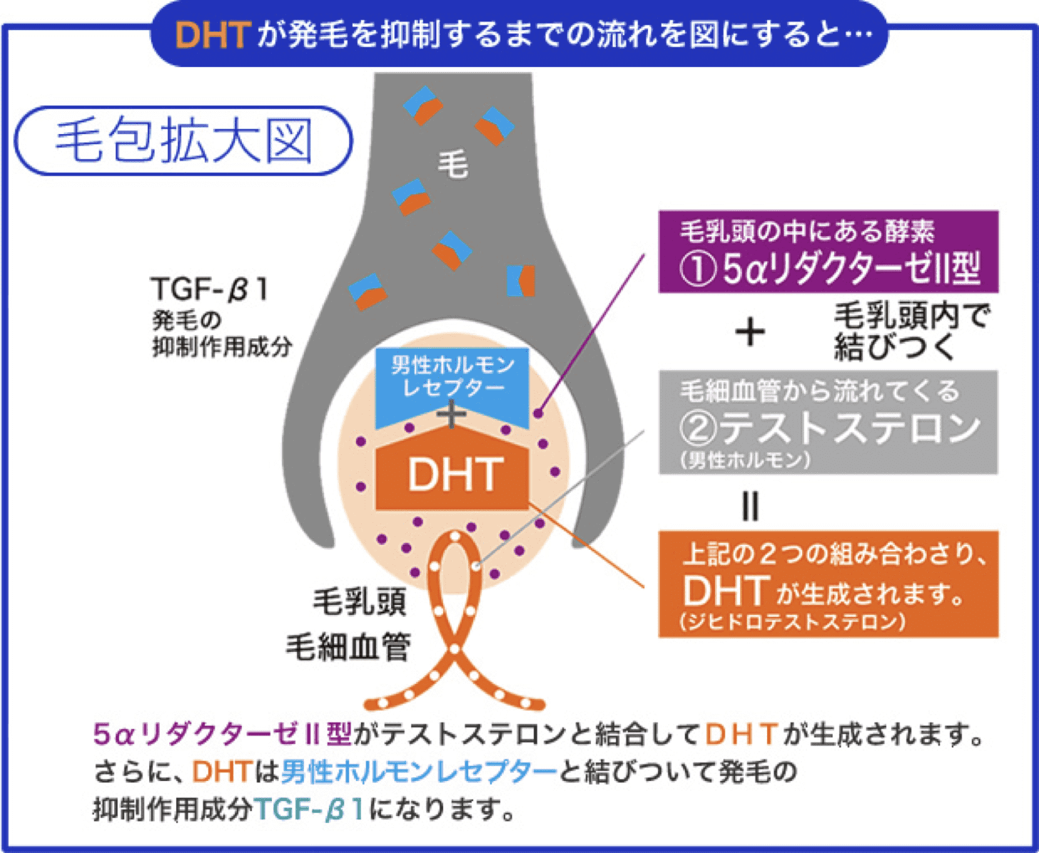 DHT発毛抑制図