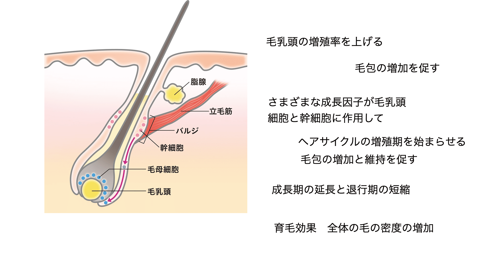血小板に含まれる様々なサイトカイン