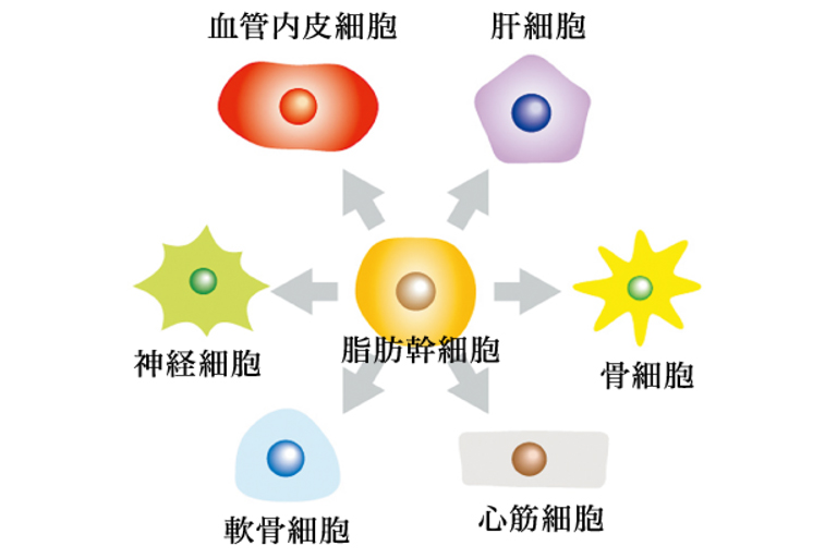 老化した細胞や傷ついた組織の再生治療に有効